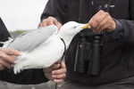 Seagull images
