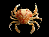 Liocarcinus marmoreus (Leach, 1814), author: Hans Hillewaert