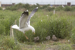 Seagull images