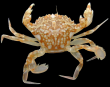 Liocarcinus marmoreus (Leach, 1814) 