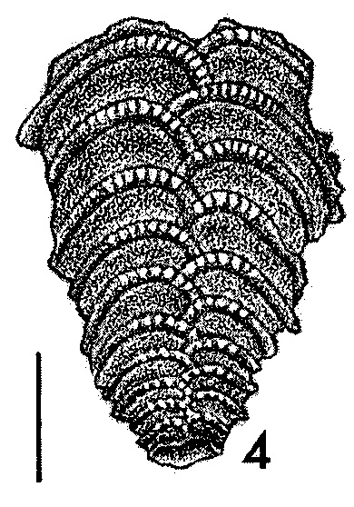 Bolivinella vicksburgensis Howe HOLOTYPE Bolivinella vicksburgensis Howe HOLOTYPE