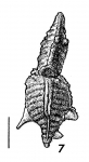 Punctobolivinella gibsoni HOLOTYPE
