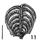Bolivinella philippinensis McCulloch, author: Hayward, Bruce
