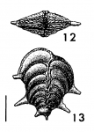 Punctobolivinella unca Hayward HOLOTYPE