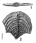 Quasibolivinella bermudezi Hayward HOLOTYPE