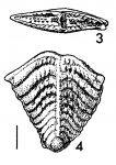 Quasibolivinella finlayi Hayward HOLOTYPE, author: Hayward, Bruce