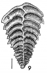 Bolivinella romboidalis Krasheninnikov & Kozhevnikova