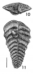 Rhombobolivinella sztrakosi Hayward HOLOTYPE