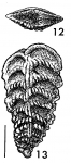 Rhombobolivinella sztrakosi italia Hayward HOLOTYPE