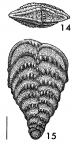 Rhombobolivinella toddae Hayward HOLOTYPE