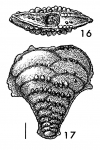 Bolivinella cubensis Cushman & Bermudez HOLOTYPE