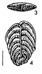 Rugobolivinella bensoni Hayward HOLOTYPE
