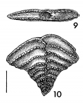 Rugobolivinella flabelliforme Hayward HOLOTYPE