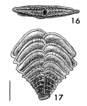 Rugobolivinella poignantae Hayward HOLOTYPE