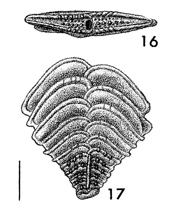 Rugobolivinella poignantae Hayward HOLOTYPE Rugobolivinella poignantae Hayward HOLOTYPE