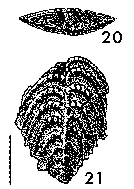 Rugobolivinella scotti Hayward HOLOTYPE Rugobolivinella scotti Hayward HOLOTYPE