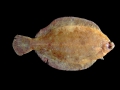 Pleuronectiformes