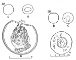 Described as Rotundocylis arcellopsis