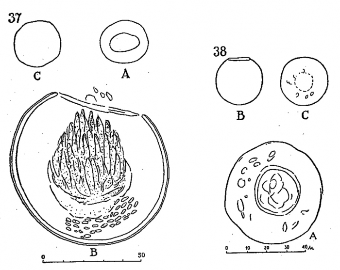 Described as Rotundocylis arcellopsis