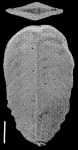 Bolivinella australis Cushman TOPOTYPE