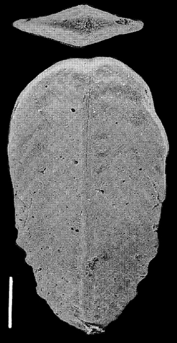 Bolivinella australis Cushman TOPOTYPE Bolivinella australis Cushman TOPOTYPE