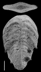 Bolivinella australis  Cushman SCHIZONT