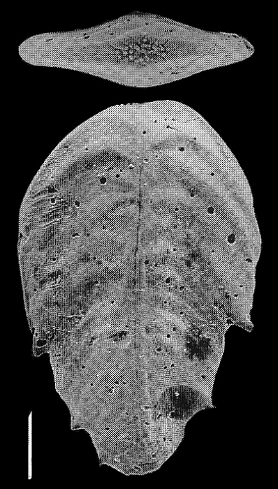 Bolivinella australis Cushman SCHIZONT Bolivinella australis Cushman SCHIZONT