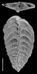 Bolivinella collinsi Hayward HOLOTYPE