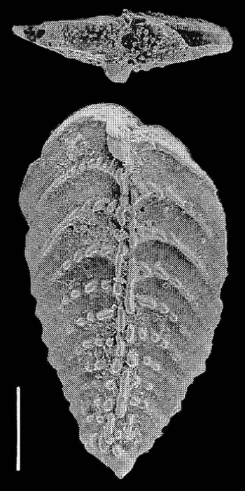 Bolivinella collinsi Hayward HOLOTYPE Bolivinella collinsi Hayward HOLOTYPE