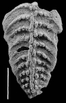Bolivinella collinsi Hayward PARATYPE