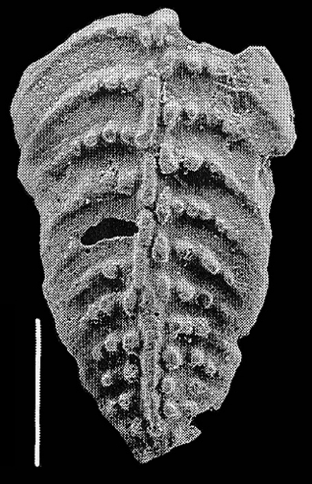 Bolivinella collinsi Hayward PARATYPE Bolivinella collinsi Hayward PARATYPE