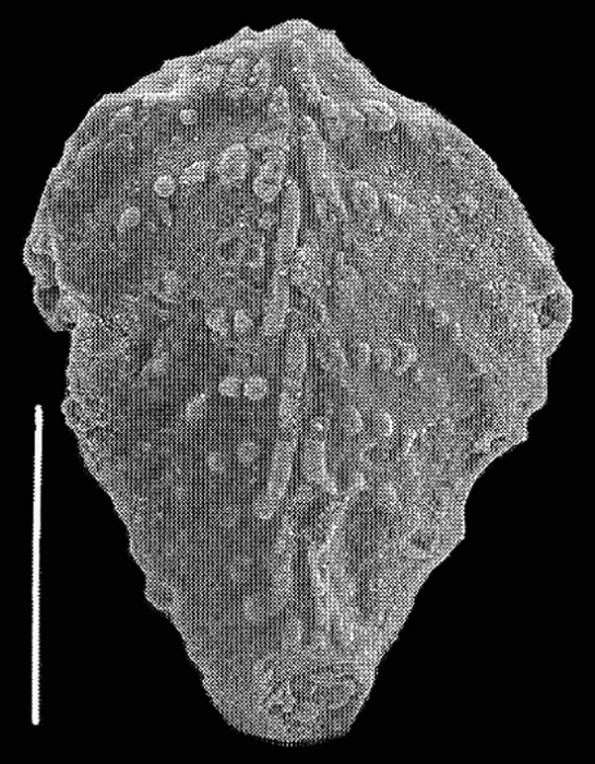 Bolivinella profolium Hayward PARATYPE Bolivinella profolium Hayward PARATYPE