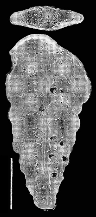 Bolivinella profolium Hayward