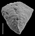 Inflatobolivinella lilliei Hayward PARATYPE