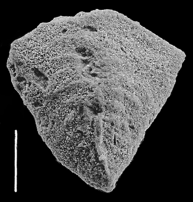 Inflatobolivinella lilliei Hayward PARATYPE Inflatobolivinella lilliei Hayward PARATYPE