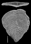 Inflatobolivinella lilliei Hayward PARATYPE