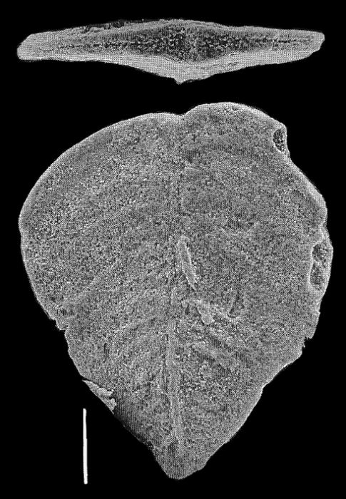 Inflatobolivinella lilliei Hayward PARATYPE Inflatobolivinella lilliei Hayward PARATYPE