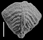 Inflatobolivinella lilliei Hayward PARATYPE