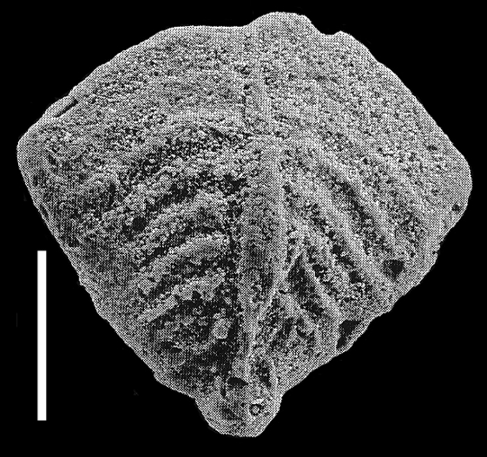 Inflatobolivinella lilliei Hayward PARATYPE Inflatobolivinella lilliei Hayward PARATYPE