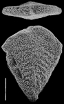 Inflatobolivinella lilliei Hayward PARATYPE, author: Hayward, Bruce