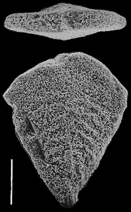 Inflatobolivinella lilliei Hayward PARATYPE Inflatobolivinella lilliei Hayward PARATYPE