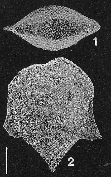 Inflatobolivinella alata (Cushman & Bermudez) Inflatobolivinella alata (Cushman & Bermudez)