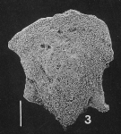 Inflatobolivinella alata (Cushman & Bermudez)