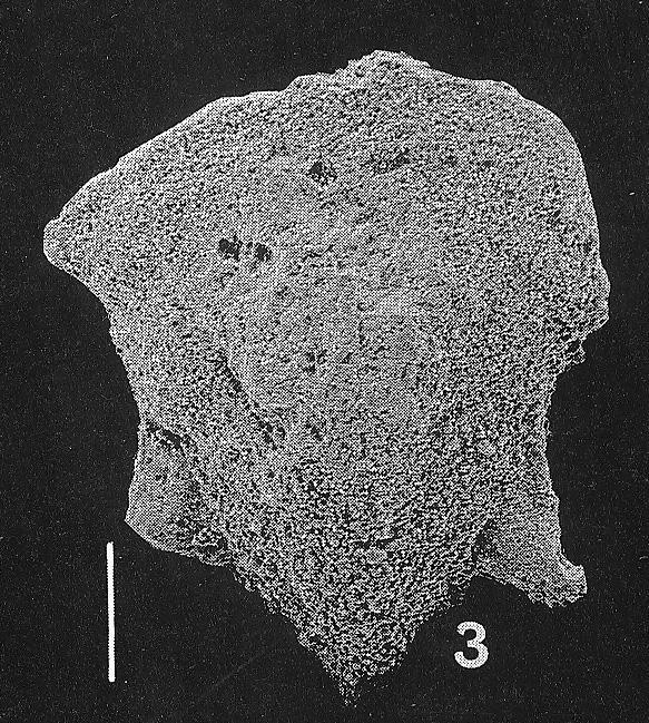 Inflatobolivinella alata (Cushman & Bermudez)