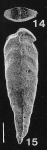 Inflatobolivinella procera Hayward PARATYPE, author: Hayward, Bruce