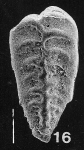 Inflatobolivinella procera Hayward PARATYPE