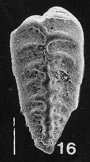 Inflatobolivinella procera Hayward PARATYPE