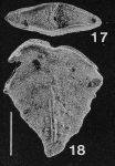 Inflatobolivinella miocenica Hayward HOLOTYPE, author: Hayward, Bruce