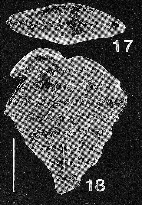 Inflatobolivinella miocenica Hayward HOLOTYPE Inflatobolivinella miocenica Hayward HOLOTYPE