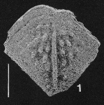 Inflatobolivinella subrugosa (Butt) TOPOTYPE